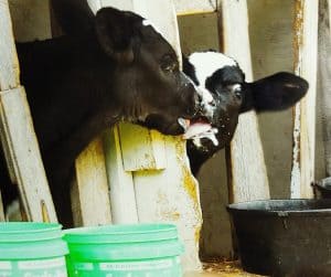 Calves will find a way to get more milk