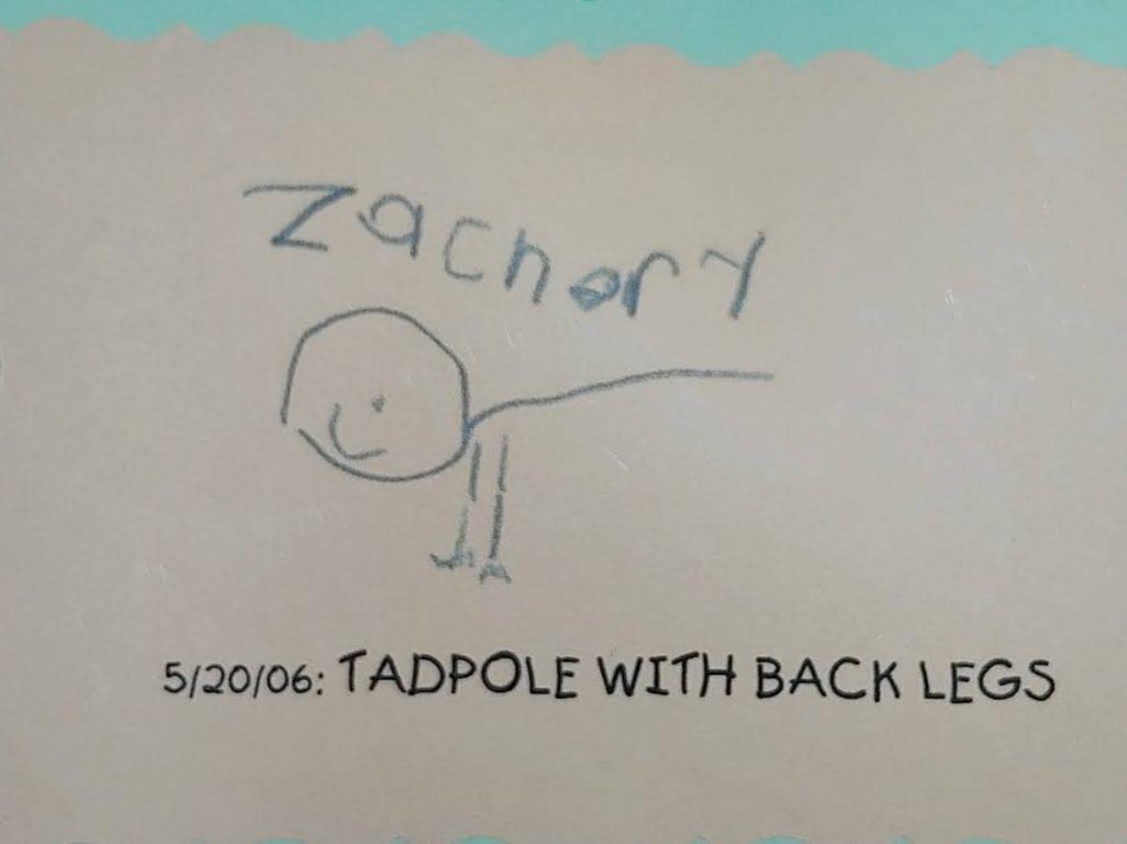 Homeschool tips from A to Z. The letter T is for Tadpoles.