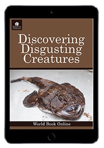 Zoology classes for Homeschool tips that begin with the letter Z.